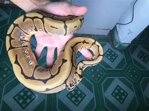 Corn Snake vs Ball Python as Pets. Which One is Better? | Ball python, Corn snake, Pet snake