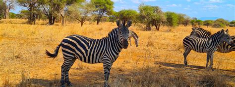 Serengeti National Park, well known for Great Wildebeest Migration ...