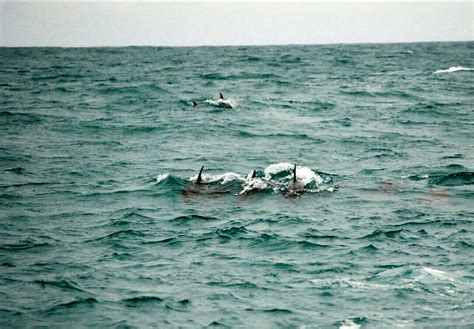 Whale Watching in Kaikoura – New Zealand Holiday Tour