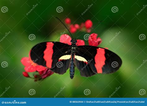 Melpomene De Heliconius De Papillon, Dans L'habitat De Nature Insecte Gentil De Costa Rica Dans ...