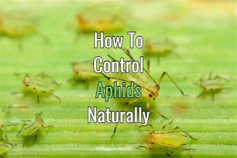 Looking for a way to control aphids without spraying harsh chemicals? Here are 4 great natural ...