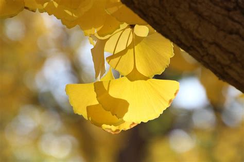 Gingko Leaves Autumn - Free photo on Pixabay