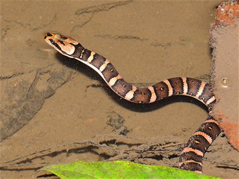 Puff-faced Water Snake - Homalopsis buccata