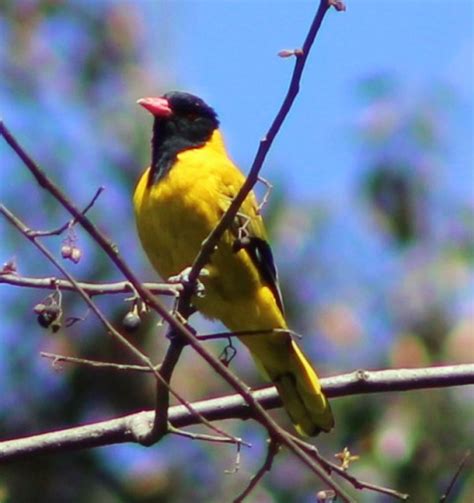 Birds of Bwindi Impenetrable National Park - Kagera Safaris