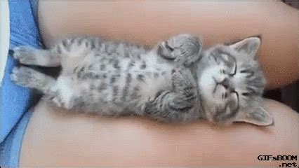 Sleepy Kitty GIF - Cats Cute - Discover & Share GIFs