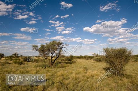 AFRIPICS - Kalahari desert landscape