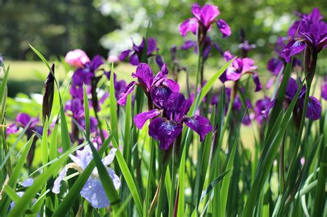 Irises Garden Nature - Free photo on Pixabay - Pixabay