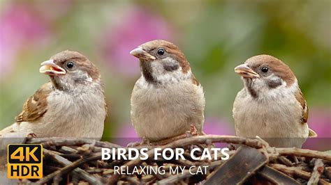 Calming TV for Cats 🐦🐦Relaxing Nature Music for Cats Bird Videos for Cats to Watch ⭐ 8 HOURS ...