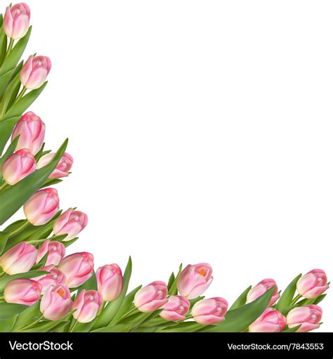 Tulip flower spring border eps 10 Royalty Free Vector Image