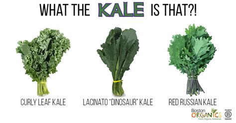 What the Kale Is THAT?! A Guide to Organic Kale Varieties