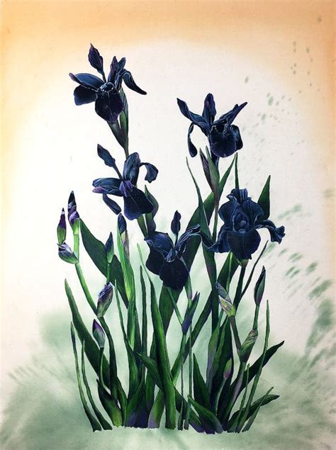 Picture | Iris painting, Black iris, Floral painting