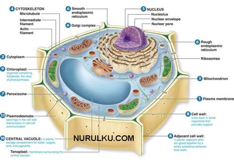 Bagian Sel Tumbuhan Dan Fungsinya