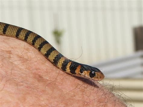 The common juvenile East Brown Snake. Note the black bands on its body ...