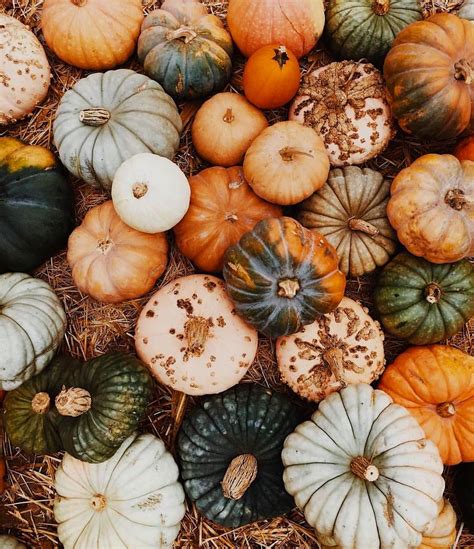 Pumpkins and fall | Hello autumn, Pumpkin, Autumn aesthetic