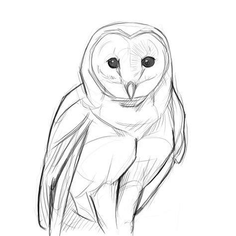 Owl Drawing