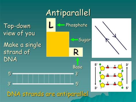 PPT - DNA STRUCTURE From “Molecular Biology Made Simple and Fun” PowerPoint Presentation - ID ...