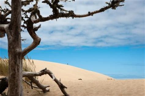 Oregon Dunes Camping | LoveToKnow