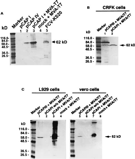 Summary of the capsid protein constructs that were used in this study.... | Download Scientific ...