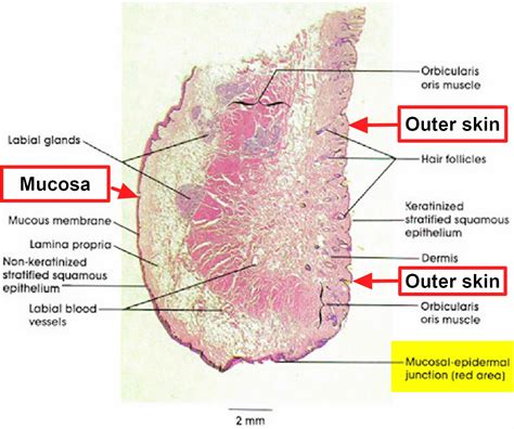 Microscopic Structure Of The Lips | Lipstutorial.org