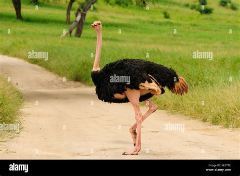 Wildlife ostrich in safari in Africa Stock Photo - Alamy