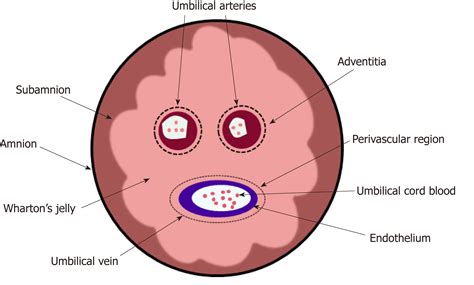 Human umbilical cord mesenchymal stem cells ameliorate liver fibrosis in vitro and in vivo: From ...