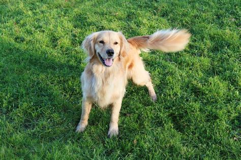 Why Do Dogs Have Tails? Pet Experts Explain | Reader's Digest