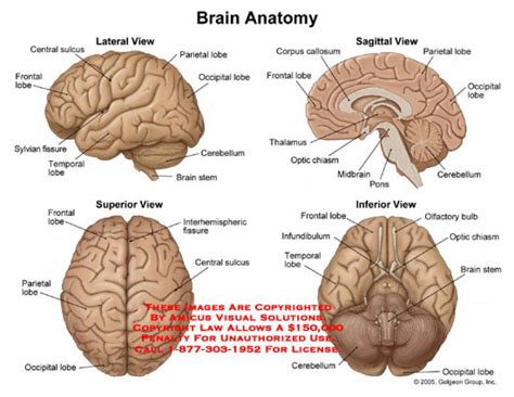 brain anatomy - Clip Art Library
