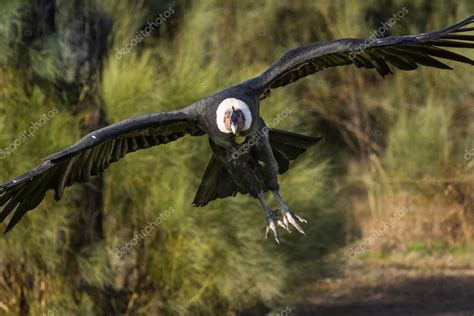 Andean condor flying — Stock Photo © fominayaphoto #87083226