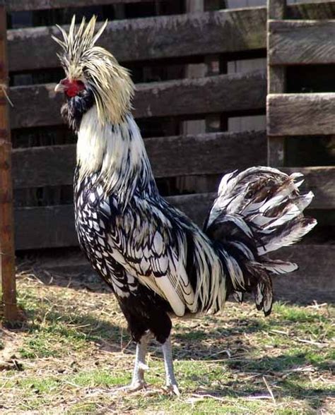 20 Amazing Rare Chicken Breeds With Special Characteristics | The Poultry Guide