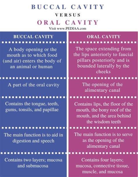 What is the Difference Between Buccal Cavity and Oral Cavity - Pediaa.Com