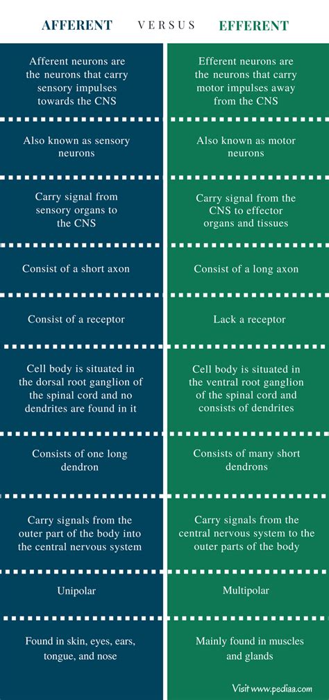 Difference Between Afferent and Efferent | Definition, Features, Function