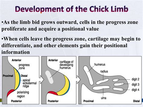 PPT - Vertebrate Limb Patterning PowerPoint Presentation, free download - ID:4099530