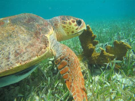 Most popular: Hol Chan Marine Reserve Snorkeling Tour - Caye Caulker