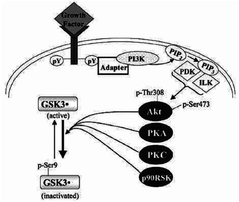 Regulation of the inhibitory serine-phosphorylation of GSK3 | Download ...