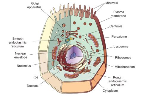 Cell Organelles - Definition, Types, Structure and Functions