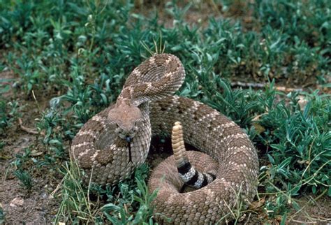 Rattlesnake Roundup - C.S.W.D