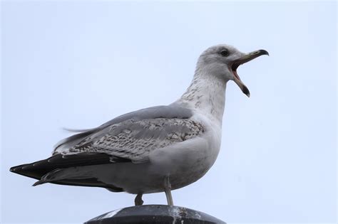 Gull Bird Nature Water - Free photo on Pixabay - Pixabay