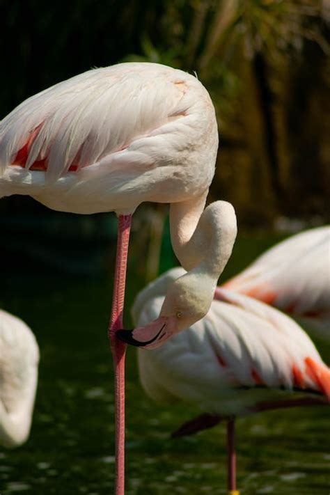 Flamingo in Close Up Photography · Free Stock Photo