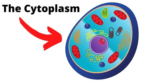 Glycolysis - Where What And How Does It Occur?