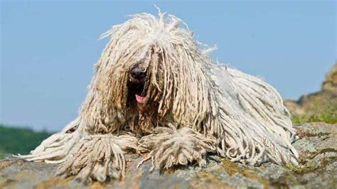 Komondor - Price, Temperament, Life span