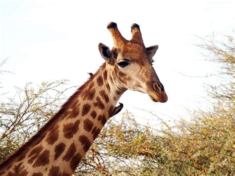 Darker Male Giraffes are Less Social than Their Lighter-Colored ...