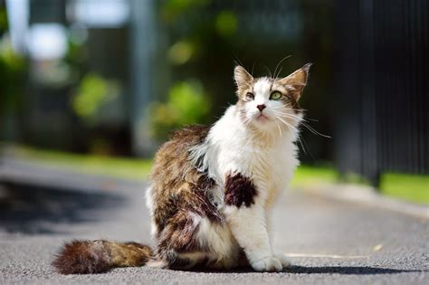 Is It Safe For My Cat To Eat A Bird?