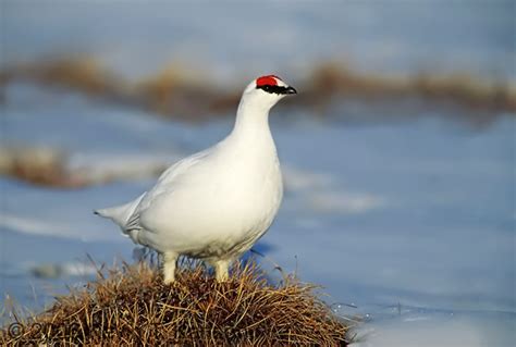 Rock Ptarmigan: Facts, Characteristics, Habitat and More - Animal Place