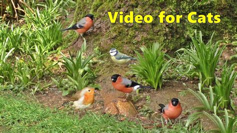 Cat TV - A Video for Cats to Watch Garden Birds - 8 HOURS - YouTube