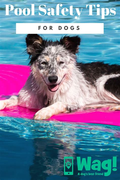 Dog Care - Pool Safety Tips For Dogs | Pool safety, Dog pool, Dog ...