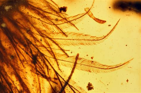 Microscopic image of the feathered tail of a 99-million-year-old coelurosaur preserved in ...