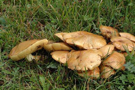 Suillus granulatus, Weeping Bolete