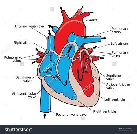 Images Of The Human Heart Anatomy | MedicineBTG.com