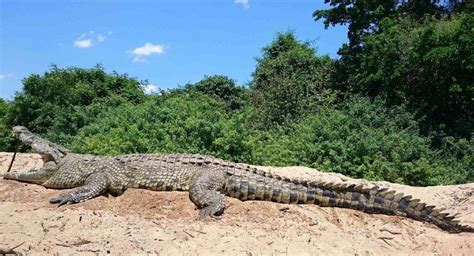 Hunting Nile Crocodile Africa