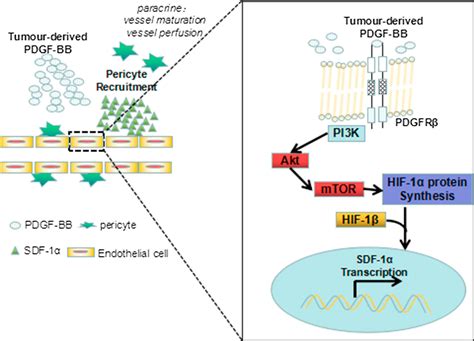 Platelet-Derived Growth Factors (PDGF) Work in Many Ways! | BioVendor R&D